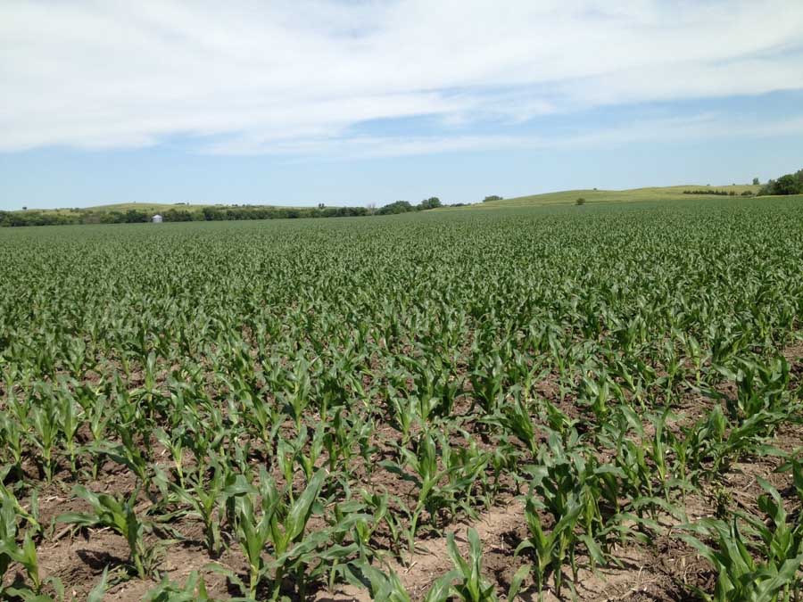 OK Real Estate and Auction, Fullerton, NE 68638